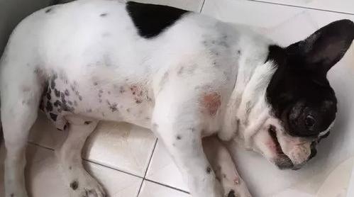 雪纳瑞和马尔济斯哪个好？（马尔济斯犬太难养了）