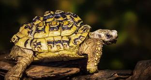 乌龟最喜欢的动作？（乌龟喜欢人摸它哪里）