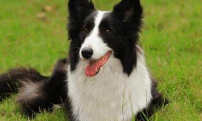 什么狗最聪明?狗狗智商排行榜前十？（十大聪明名犬）