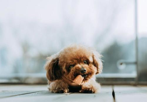 十大适合家养犬排行榜？（最干净最好养的小型犬）