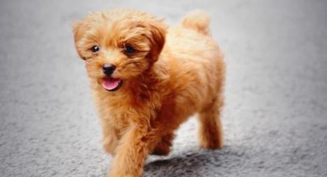 泰迪狗的生活习性？（泰迪狗）