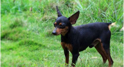 大体小鹿犬有几斤？（小鹿犬）