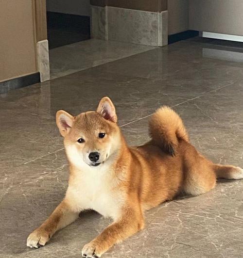 一只柴犬幼崽能活几年？（小柴犬多少钱一只）