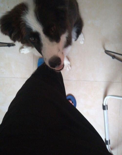 狗狗得了细小医好后还能要吗？（细小治好狗也废了）