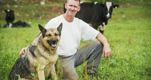 适合北方养的牧羊犬？（城市允许养的护卫犬）