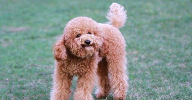 杂交泰迪犬值得养吗？（为什么泰迪是最流氓的狗）