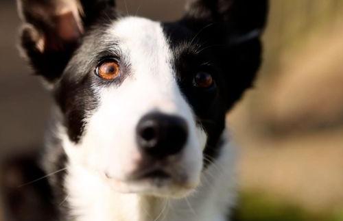 4个月的边牧走丢了还能回来吗？（边牧丢了千万别去找）