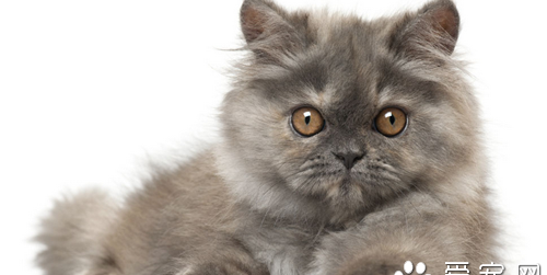 小猫吃面食之类的吗？（宠物猫品种）