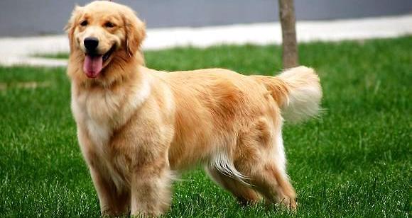 金毛猎犬和金毛寻回犬有什么区别？（金毛寻回犬）