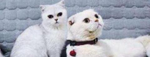 十大网红猫，第一简直成精了？（十大最受欢迎的宠物猫）