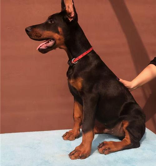 我国最小的狗排行榜前十名？（十大最小的狗排名）