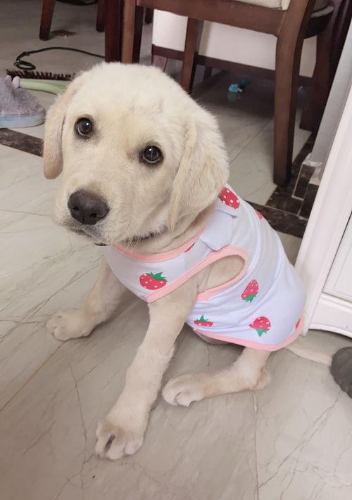 适合在家养的中大型犬（中国允许养的大型犬）