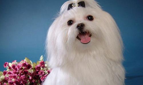 哪种狗狗没有体味，且不掉毛的？（十大适合家养没体味的狗排名）