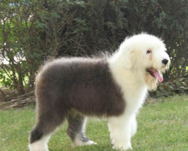 古牧为什么是禁养犬？（古牧为什么是禁养犬）