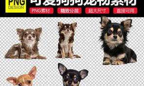 小型宠物狗身长一般可以多长？（小型宠物狗）