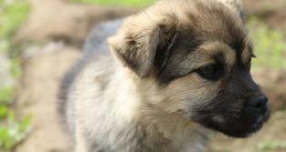 狗狗犬瘟热该怎么治疗？？（犬瘟热的治疗方法及用药）