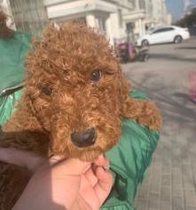 巨型贵宾犬多久毛能长长？（巨型贵宾犬价格）