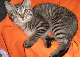 狸花猫和狸白猫哪个好养？（狸花猫）