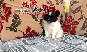 养柯基和蝴蝶犬哪个好？（蝴蝶犬多少钱一只）