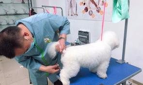 宠物美容培训哪家好（想学宠物美容师去哪里）