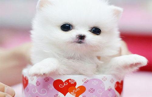 茶杯犬多少钱一只价格？（茶杯犬价格）
