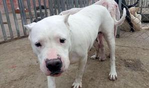 狼青和杜高哪个好？（杜高犬多少钱一只）