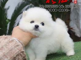 200元一只的博美犬是真的吗？（博美狗狗多少钱一只）