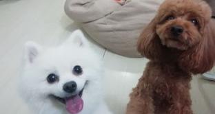 博美犬好养吗？（博美犬好养吗）