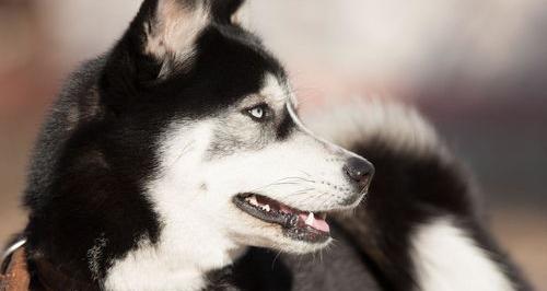 阿拉斯加和哈士奇谁更聪明？（哈士奇智商排名）