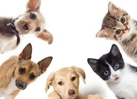 网上买宠物哪个网站？（中国宠物网）