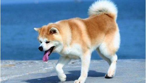 什么宠物狗便宜（宠物狗的品种及价格）