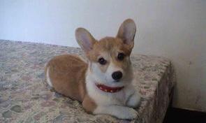 纯种柯基犬多少钱?（柯基犬价格多少钱一只）