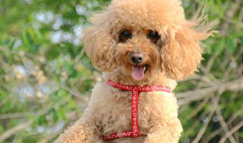 贵宾犬体重与食量对照表？ 标准贵宾犬多少钱一只