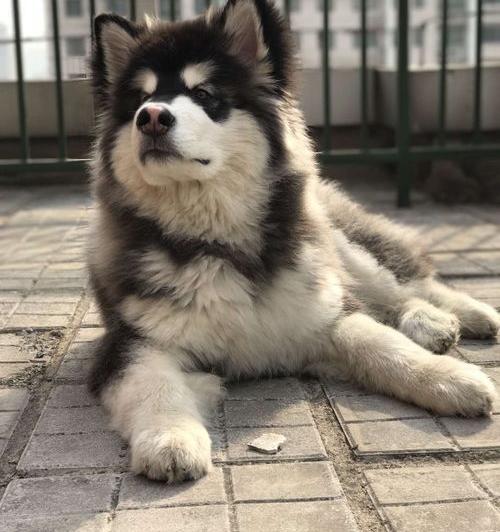 阿拉斯加犬多少钱一只？（阿拉斯加犬多少钱一只幼崽）