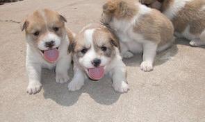 狗类智商排名前十？（宠物狗排名前十）