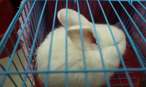 宠物兔子的饲养方法和注意事项？（新手怎么养兔子）