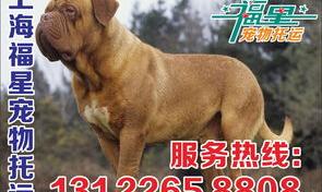 宠物托运顺丰宠必达需要什么条件？（宠物托运需要多少钱）