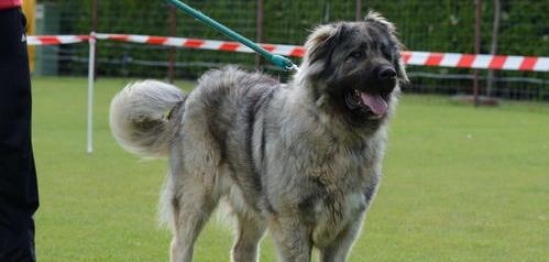 广东十大名犬排行榜？（十大猛犬排行榜）