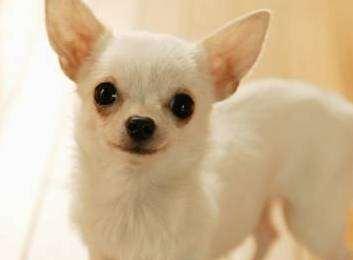 中国十大小型犬？（中小型犬品种大全）