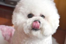 比熊是绒毛好吗？（比熊犬价格）