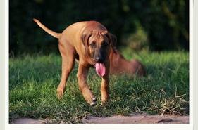 十大顶级军犬？（世界优秀猎犬十大排名）