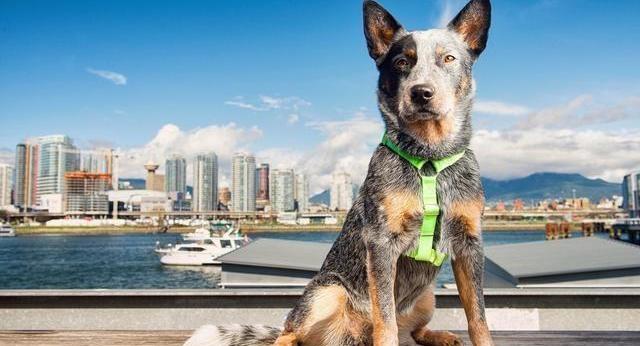 世界排名前10种最聪明的犬是哪些？（宠物狗智商排名前十）