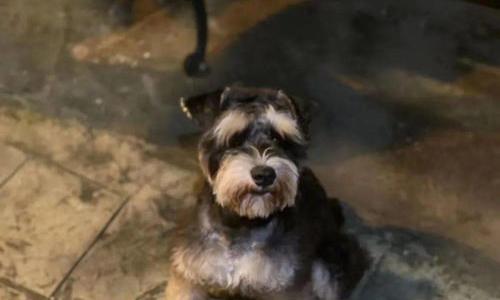 请问：我家的雪纳瑞10个月大，纯种的，经常带它出去溜达，公狗，今天在小区附近跑丢，请问以它的智商还能找回家吗（雪纳瑞丢了千万不能找）