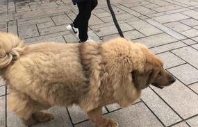 小藏獒老是吐怎么办？（藏獒饿了几天把主人吃了）