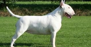 牛头梗 是什么狗啊？话说能打过藏獒？资料。（牛头梗犬）