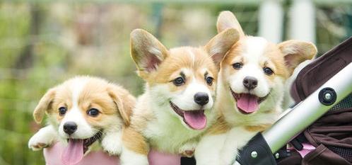 十大看家护卫小型犬？（十大最帅狗狗排名榜）