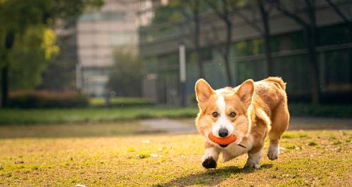 不建议养的10种狗（最不忠心的五种狗）
