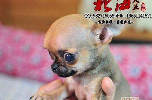 吉娃娃串多少钱一只？（吉娃娃多少钱一只）
