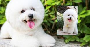 灰色比熊和白比熊哪个贵？ 比熊犬价格大概多少钱一只