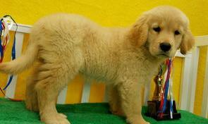 白色的金毛是什么品种？（金毛犬九个品种图）